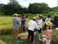 tabanekata